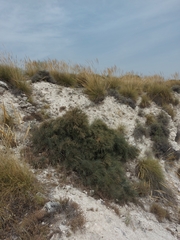 Ephedra fragilis