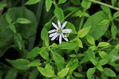 Stellaria flaccida
