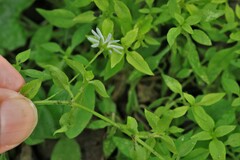 Stellaria flaccida