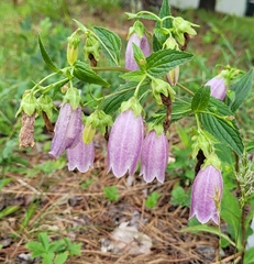 Campanula punctata