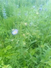 Erigeron subtrinervis