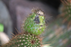 Trichocereus huascha