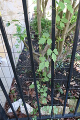 Cissus trifoliata