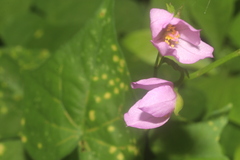 Talinum fruticosum