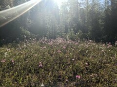 Kalmia polifolia