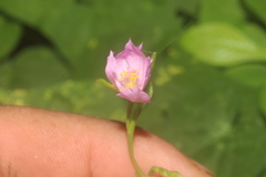 Talinum fruticosum