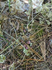 Micranthes virginiensis