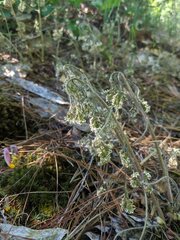 Micranthes virginiensis