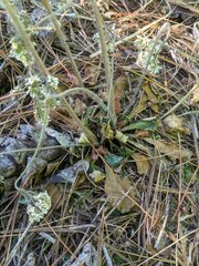 Micranthes virginiensis