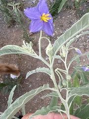 Solanum elaeagnifolium