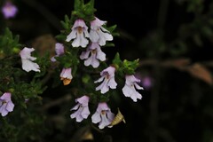 Prostanthera densa