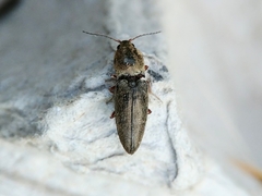 Cardiophorus convexus