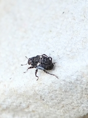 Eubulus
