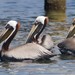Eastern Brown Pelican - Photo (c) BJ Stacey, some rights reserved (CC BY-NC)