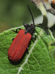 Pyropterus nigroruber