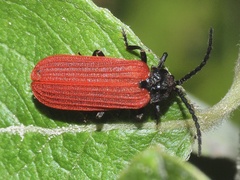 Pyropterus nigroruber