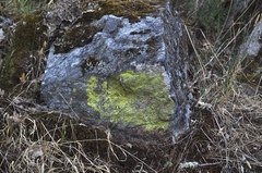 Flavoplaca citrina