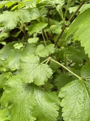 Ribes viscosissimum