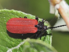 Pyropterus nigroruber