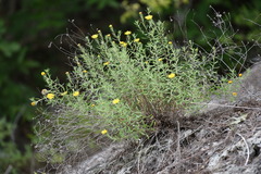 Heterotheca stenophylla