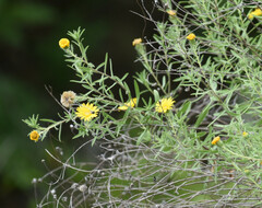 Heterotheca stenophylla