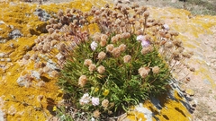Armeria berlengensis