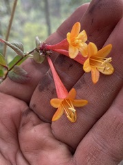 Lonicera arizonica