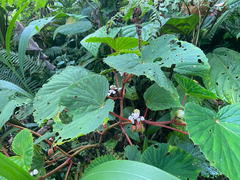 Begonia pseudolateralis