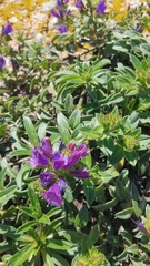 Echium rosulatum davaei