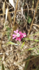 Silene scabriflora