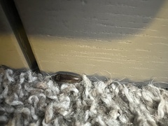 Hemicrepidius nemnonius