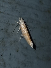 Zelleria retiniella