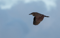 Nycticorax caledonicus