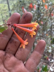 Lonicera arizonica
