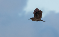 Nycticorax caledonicus