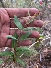 Lonicera arizonica
