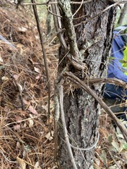 Lonicera arizonica