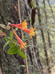 Lonicera arizonica
