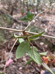 Lonicera arizonica