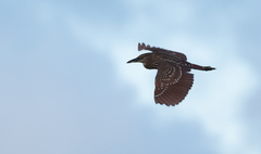 Nycticorax caledonicus