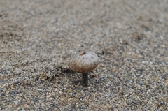 Tulostoma giovanellae