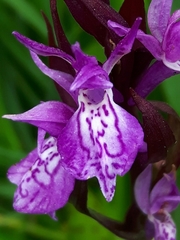 Dactylorhiza traunsteineri