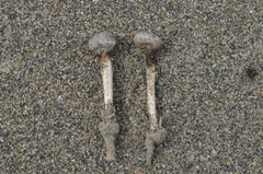 Tulostoma giovanellae