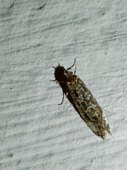 Tineidae