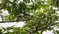 Macropygia tenuirostris