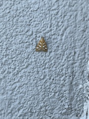 Diastictis