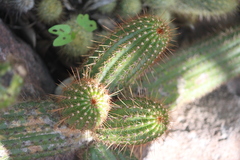 Trichocereus huascha