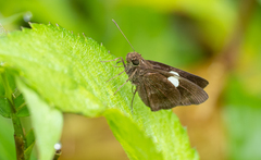 Notocrypta paralysos