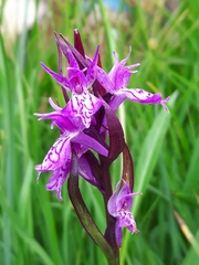 Dactylorhiza traunsteineri