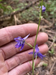 Delphinium gracilentum